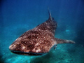   Whale shark Baie Ternay marine park Seychelles Canon G7 housing  